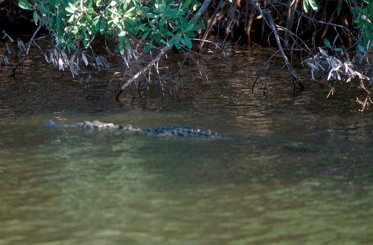 177-22.jpg - im strandnahen teich schwimmt ein krokodil